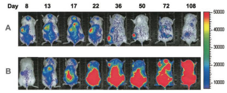 CGT产品药代分布研究